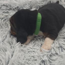Green Collar - Black brown and white male Basset Hound puppy in Snow Camp, North Carolina from V's Southern Angels
