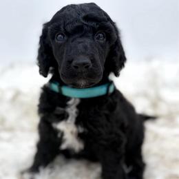 Truffle - Black male Poodle puppy in Otto, North Carolina from Wild Suns Farm