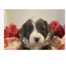 Boy2 - Bernedoodle puppy in Georgia from Daisy’s Doodles