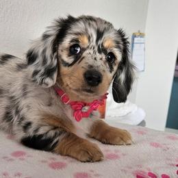 (Litter Name) Cookie - Dapple female Dachshund puppy in Monument, Colorado from Rita's Dachshunds