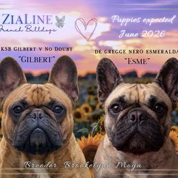 French Bulldog puppies from ZiaLine French Bulldogs