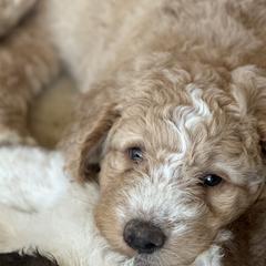 Saint Berdoodles from Summer's Saint Berdoodles