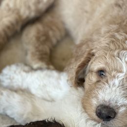 Saint Berdoodles from Summer's Saint Berdoodles