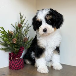 Vollie - Tri-color female Bernedoodle puppy in Spanish Fork, Utah from K Brand Doodles
