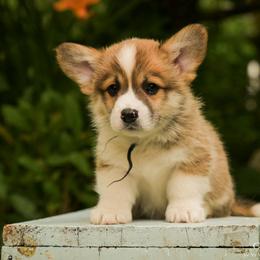 Black Boy - Red male Pembroke Welsh Corgi puppy in Penobscot, Maine from Corgi Bliss Pembroke Welsh Corgis