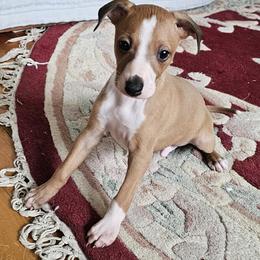 Boy 1 - Red male Italian Greyhound puppy in Phillips, Maine from Maplewood Italian Greyhounds
