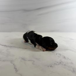 Piebald Male 1 - Piebald male Dachshund puppy in Wills Point, Texas from East Mini Dachshunds Texas