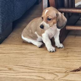 Peanut - Piebald female Dachshund puppy in Sturtevant, Wisconsin from Nicole's Dachshunds
