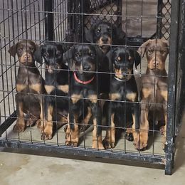 Doberman Pinscher Puppies from Franklin Dobermans