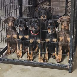 Doberman Pinscher Puppies from Franklin Dobermans