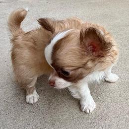 Clayton - Chocolate sabled fawn male Chihuahua puppy in Choctaw, Oklahoma from Savvy Chihuahuas of Oklahoma