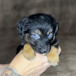 Winchester - Black tri female Miniature Australian Shepherd puppy in Queen Creek, Arizona from Arizona Aussies