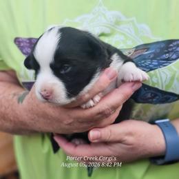 American Corgi Puppies from Porter Creek Corgis
