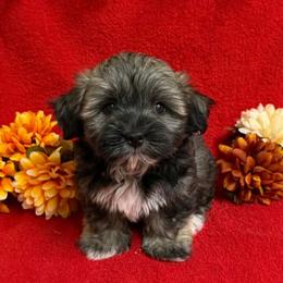 Dark Sable Girl - Gold sable female Havanese puppy in Vinita, Oklahoma from Locust Creek Shih Tzu & Havanese