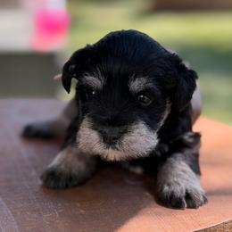 White collar - Black and silver female Miniature Schnauzer puppy in Brownwood, Texas from Texas Dreams Mini Schnauzers