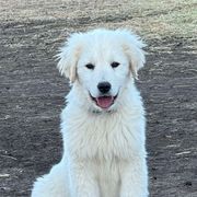 Gamora (purple) - Maremma Sheepdog puppy from White Star Acres