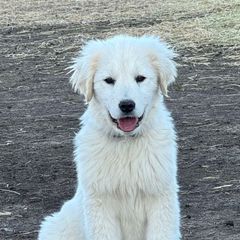 Gamora (purple) - Maremma Sheepdog puppy from White Star Acres