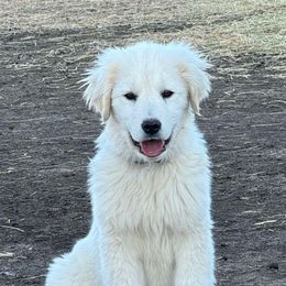 Gamora (purple) - Maremma Sheepdog puppy from White Star Acres