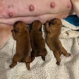 Baby Girl 2 - Fawn female French Bulldog puppy in Homosassa, Florida from Terra Sassa