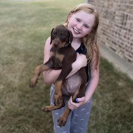 Doberman Pinscher Puppies from Ranchers Companion Doberman Kennel