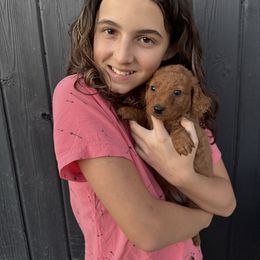 Lacey - Red  female Goldendoodle puppy in Rush, New York from Care Bear Puppies