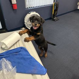 Pearl - Black and tan female Rottweiler puppy in Fredericksburg, Virginia from Milton's Rottweilers