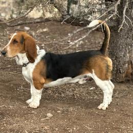 Whiskey - Basset Hound