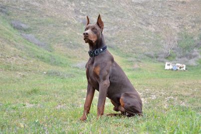 Red Doberman sits majestically in front of a mountain