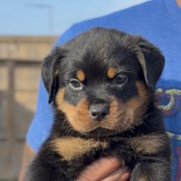 2nd Pick (M) - Black and rust male Rottweiler puppy in San Antonio, Texas from VHWilliamsRottweilers