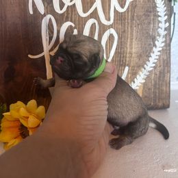 Green collar - Fawn male Pug puppy in Tucson, Arizona from Furever Friends