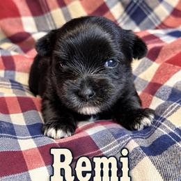 Remi - Black and tan female Yorkshire Terrier puppy in Goode, Virginia from Glass Hill Yorkies