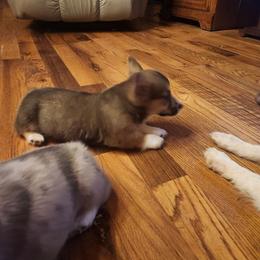 Sable boy - Sable and white male American Corgi puppy in Hampton, Tennessee from TC Farms Stock Dogs - Miniature Australian Shepherds
