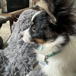 Papillon All Grown Up from Heather's Papillons