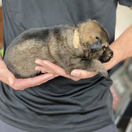 German Shepherd Puppies from Sua Sponte GSDs