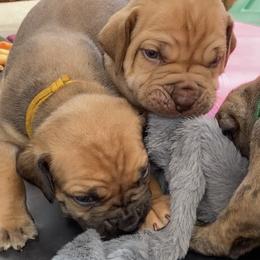 Boerboel Puppies from Silverthorne Boerboels