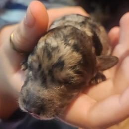Tinsel - Blue merle female Aussiedoodle puppy in Powder Springs, Georgia from My Classy Doodles