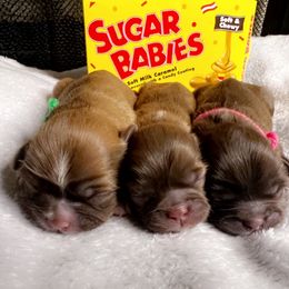 Shih Tzu Puppies from Lavender Blue Exotic Crew