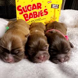 Shih Tzu Puppies from Lavender Blue Exotic Crew