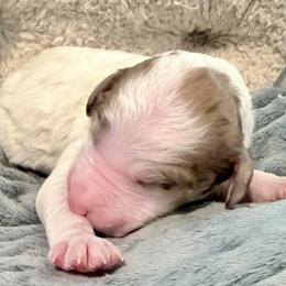 Wren - Parti female Goldendoodle puppy in Wake Forest, North Carolina from Wake Forest Darling Doodles