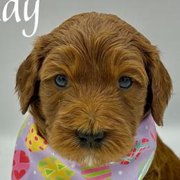 Teddy - Red  male Goldendoodle puppy in Travelers Rest, South Carolina from Bailey Mountain Doodles