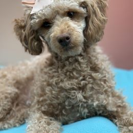 Jewel - Poodle