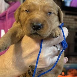 Gray, Blue, Green, Aqua - Dark golden male Golden Retriever puppy in Yuba City, California from Family Loved Golden Retrievers