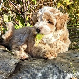 Aussiedoodle Puppies from Paisleys Doodles AK