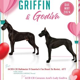 Great Danes from Corazon Azul Great Danes