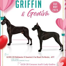 Great Danes from Corazon Azul Great Danes