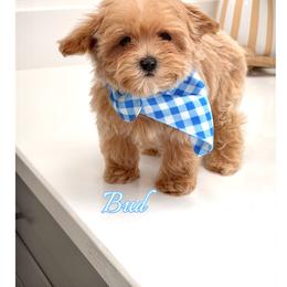 Bud - Apricot male Maltipoo puppy in Buford, Georgia from Petite Posh Puppies