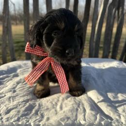Red - Black tri-color male Aussiedoodle puppy in Eastland, Texas from H5 Mini Doodles