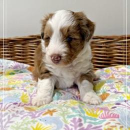 Boy 3 Aussie Doodle - Red merle male Miniature Australian Shepherd puppy in Pensacola, Florida from TNT MINI AUSSIES