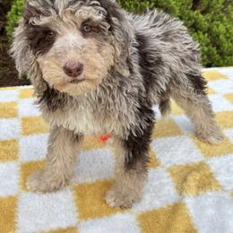 Bernedoodle, Goldendoodle, and Poodle Puppies from Poodle and Doodle Haven