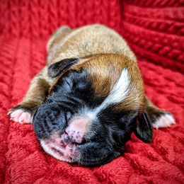 Boxer Puppies from Penny’s Boxer Puppies